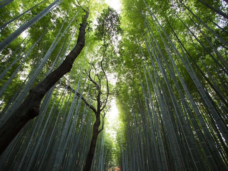 Heirloom Tomatoes (1 lb)